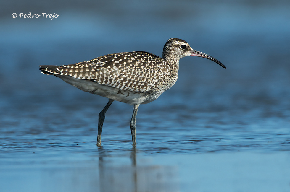 Zarapito trinador (Numenius phaeopus)